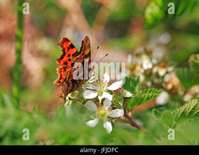 Ein Komma Schmetterling, polygonia c-Album, Fütterung auf dornbusch in Buxton Heide, hevingham, Norfolk, England, Vereinigtes Königreich. Stockfoto