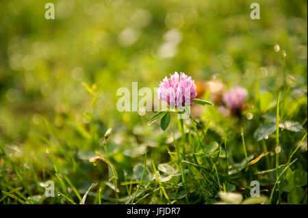 Typische herbst Bild, chemische Blatt auf grünem Gras Hintergrund Stockfoto