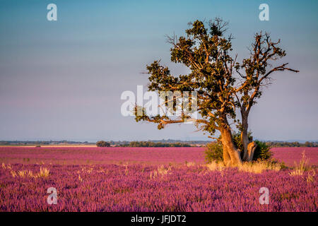 Frankreich, Provence Alpen Côte d ' Azur, Haute Provence, Plateau von Valensole Lavendel Feld in voller Blüte Stockfoto