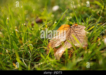 Typische herbst Bild, chemische Blatt auf grünem Gras Hintergrund Stockfoto