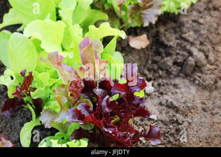 Frische grüne uund rote lockige Salat wächst im Bett. Ssalad Hintergrund. Ansicht von oben Stockfoto
