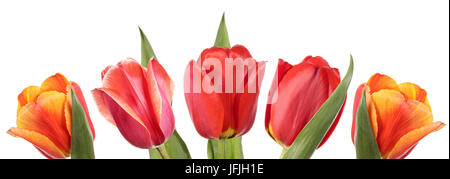 Blume-Banner. Fünf Tulpen isoliert auf weißem Hintergrund Stockfoto