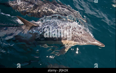 Kurzer Schnabel gemeine Delfine, Delphinus Delphis, Bogen-Fahrt vor einem Schiff. Luftblasen-streaming von ihrem Schlag Loch als das Schwimmen schnell ersichtlich. Stockfoto