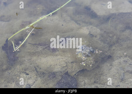 Gelbbauchunke, Bombina variegata Stockfoto