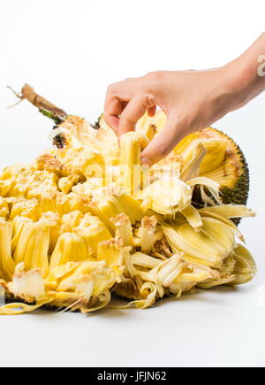 Hand greift Jackfrüchte isoliert auf weißem Hintergrund. Tropische Früchte Stockfoto