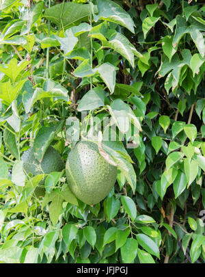 Durian Frucht wächst in einem Baum in Hanoi, Vietnam Stockfoto