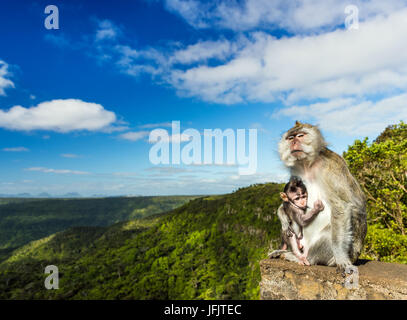 Affen in die Schluchten Aussichtspunkt. Mauritius. Stockfoto