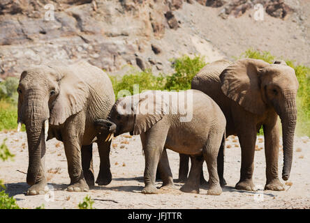 Elefanten im Etosha National Park, Namibia Südafrika Stockfoto