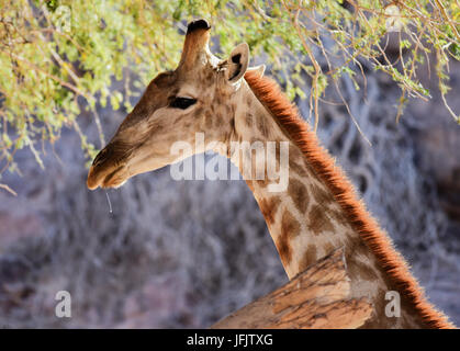 Giraffe im Etosha Nationalpark in Namibia Südafrika Stockfoto