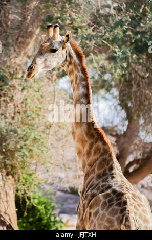 Giraffe im Etosha Nationalpark in Namibia Südafrika Stockfoto