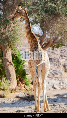 Giraffe im Etosha Nationalpark in Namibia Südafrika Stockfoto