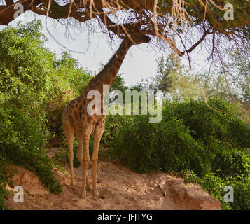 Giraffe im Etosha Nationalpark in Namibia Südafrika Stockfoto