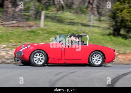 Jahrgang 1959 Austin Healey Sprite Bugeye Tourer fahren auf der Landstraße in der Nähe der Stadt Birdwood, South Australia. Stockfoto