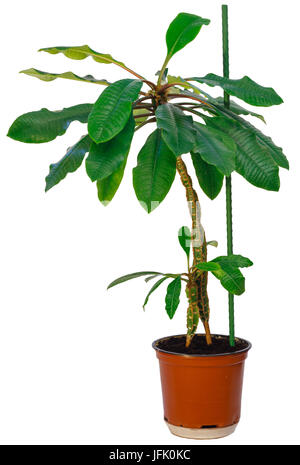 Euphorbia leuconeura Anlage auf Weiß isoliert. Stockfoto
