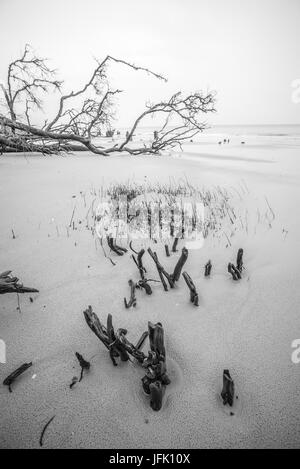 Treibholz auf Jagd Island in South carolina Stockfoto