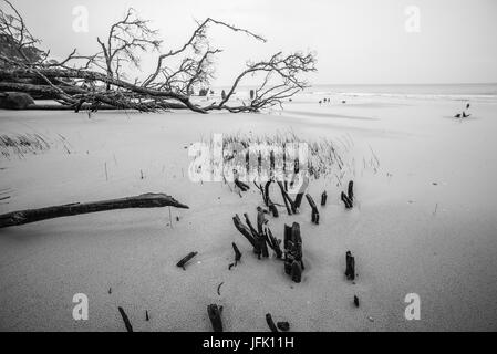 Treibholz auf Jagd Island in South carolina Stockfoto