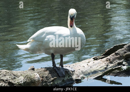 Weißer Schwan stehend auf einem Baumstamm im See. Stockfoto