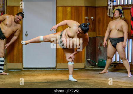 Sumo stabil Stockfoto