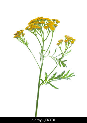 Gelbe Rainfarn (Tanacetum Vulgare) Blüten isoliert auf weißem Hintergrund. Studio gedreht Stockfoto