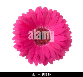 Rosa Gerbera Blume isoliert auf weißem Hintergrund. Stockfoto