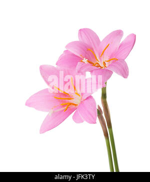 Zwei rosa Lilie isoliert auf einem weißen Hintergrund. Zephyranthes Carinata. Stockfoto