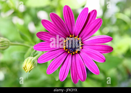 Blume des Herbers isoliert gegen die sanft gedämpften Farben der Blätter Stockfoto