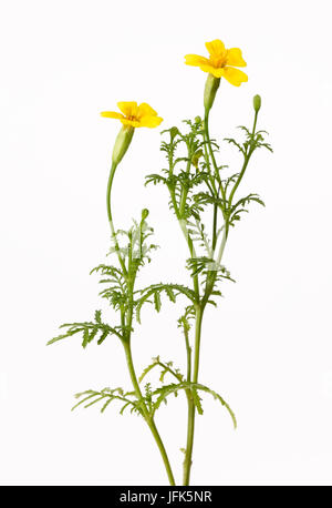 Gelbe Ringelblumeblume Stockfoto