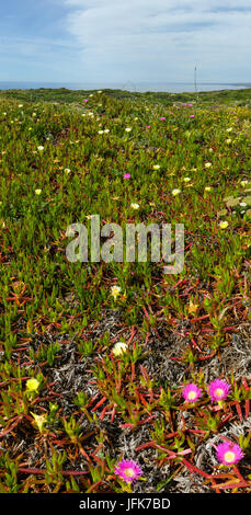 Rosa und weissen Blüten (carpobrotus) an Land. Stockfoto