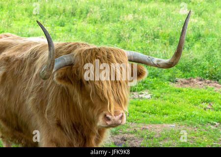 Highland Kuh mit Hörnern Stockfoto