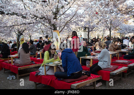 Japanische hanami in Tokio während der Kirschblüte Saison Stockfoto