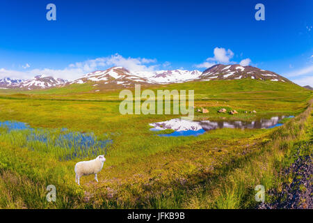 Weiß isländische Schafe weiden im Sommer Island Stockfoto