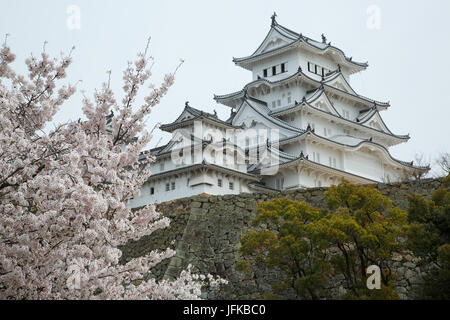 Kirschblüten im Schloss Himeji in Japan Stockfoto