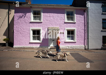 Eine Frau, ihr husky Hunde an einem heißen Sommertag übergeben einem rosa Haus im beliebten Küstenstadt Dorf von Cawsand in Cornwall, England Stockfoto