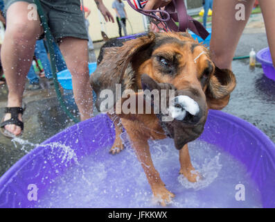 Elkton, Oregon, USA. 1. Juli 2017. Ein Jagdhund-Hund bekommt ein Bad in ein Kinderplanschbecken während einer Spendenaktion für eine Non-Profit-Tierklinik in Roseburg. Das war bei einer lokalen Mikro-Brauerei eingerichtet wurde und profitiert für die Liebe der Pfoten, ein Einkommen basiert Tierklinik. Bildnachweis: Robin Loznak/ZUMA Draht/Alamy Live-Nachrichten Stockfoto