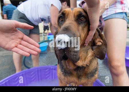 Elkton, Oregon, USA. 1. Juli 2017. Ein Jagdhund-Hund bekommt ein Bad in ein Kinderplanschbecken während einer Spendenaktion für eine Non-Profit-Tierklinik in Roseburg. Das war bei einer lokalen Mikro-Brauerei eingerichtet wurde und profitiert für die Liebe der Pfoten, ein Einkommen basiert Tierklinik. Bildnachweis: Robin Loznak/ZUMA Draht/Alamy Live-Nachrichten Stockfoto