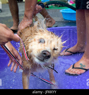 Elkton, Oregon, USA. 1. Juli 2017. Ein kleiner Hund wird ein Bad in ein Kinderplanschbecken während einer Spendenaktion für eine Non-Profit-Tierklinik in Roseburg. Das war bei einer lokalen Mikro-Brauerei eingerichtet wurde und profitiert für die Liebe der Pfoten, ein Einkommen basiert Tierklinik. Bildnachweis: Robin Loznak/ZUMA Draht/Alamy Live-Nachrichten Stockfoto