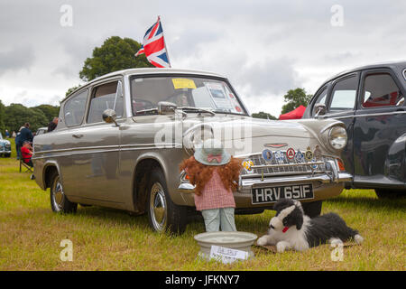 1967 60er Jahre Gold FORD Anglia Super 1197 ccm; klassische, restaurierte Oldtimer zum Sammeln, die zum Mark Woodward Event in Leighton Hall kommen. Stockfoto