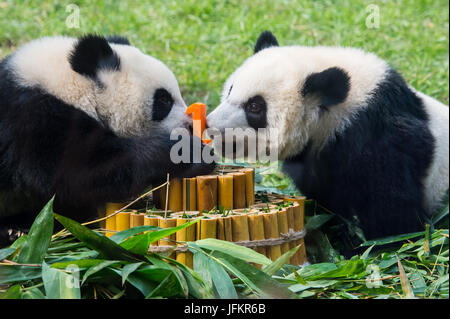 Peking, China. 25. Juni 2017. Foto aufgenommen am 25. Juni 2017 zeigt Twin Panda jungen 'Jianjian' und 'Kangkang' in Macau, Südchina. Macau feierte die Twin Panda jungen kommenden ersten Geburtstag am Sonntag. Bildnachweis: Cheong Kam Ka/Xinhua/Alamy Live-Nachrichten Stockfoto