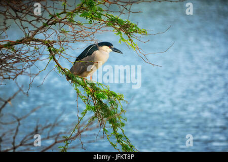 Black Crown nahe Heron. Kealia Pond National Wildlife Refuge. Maui, Hawaii Stockfoto