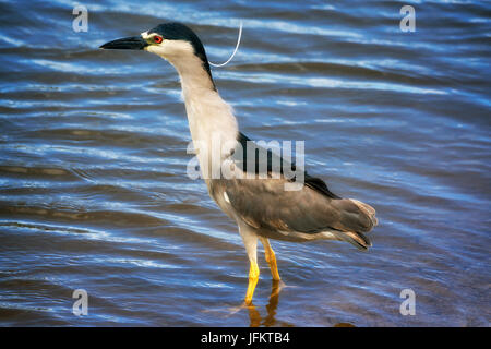 Black Crown nahe Heron. Kealia Pond National Wildlife Refuge. Maui, Hawaii Stockfoto