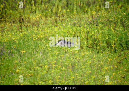 Black Crown Nigh Heron Jagd in der hohen Vegetation Kealia Pond National Wildlife Refuge. Maui, Hawaii Stockfoto