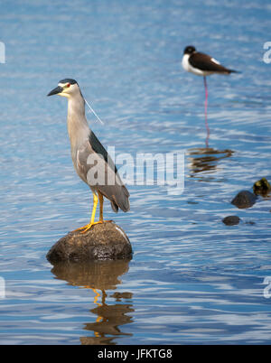 Black Crown nahe Heron Hawaiin Stelzenläufer. Kealia Pond National Wildlife Refuge. Maui, Hawaii Stockfoto