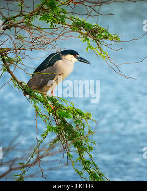 Black Crown nahe Heron. Kealia Pond National Wildlife Refuge. Maui, Hawaii Stockfoto