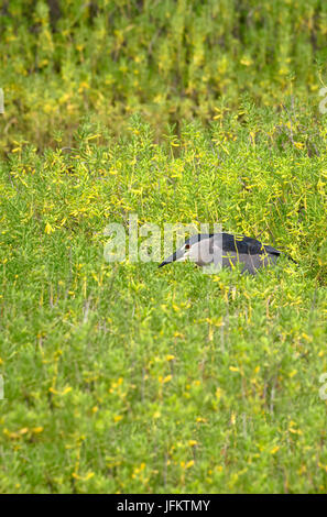 Black Crown Nigh Heron Jagd in der hohen Vegetation Kealia Pond National Wildlife Refuge. Maui, Hawaii Stockfoto