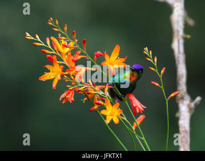 Feurig-throated Kolibri thront auf einer Blume Stockfoto