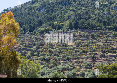 Terrasse Anbau auf der Insel Mallorca, Spanien. Stockfoto