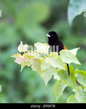 Männliche Passerini Tanager thront in einem Baum Stockfoto