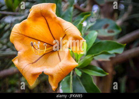 Gelbe tropischen Madagaskar Blume Stockfoto