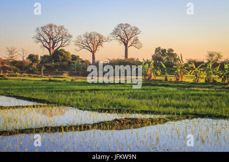 Baobab-Bäume in Madagaskar Stockfoto