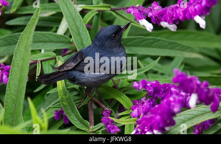 Männliche Schiefermineralität Flowerpiercer auf der Wiese mit Blumen Stockfoto